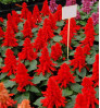Salvia red - সিলভিয়া রেড